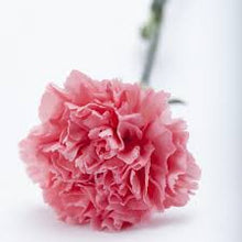 Carnation