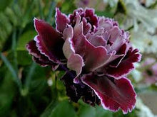 Carnation