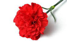 Carnation