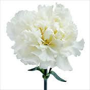 Carnation