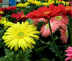 Gerbera Daisy