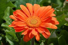 Gerbera Daisy