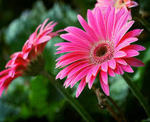 Gerbera Daisy